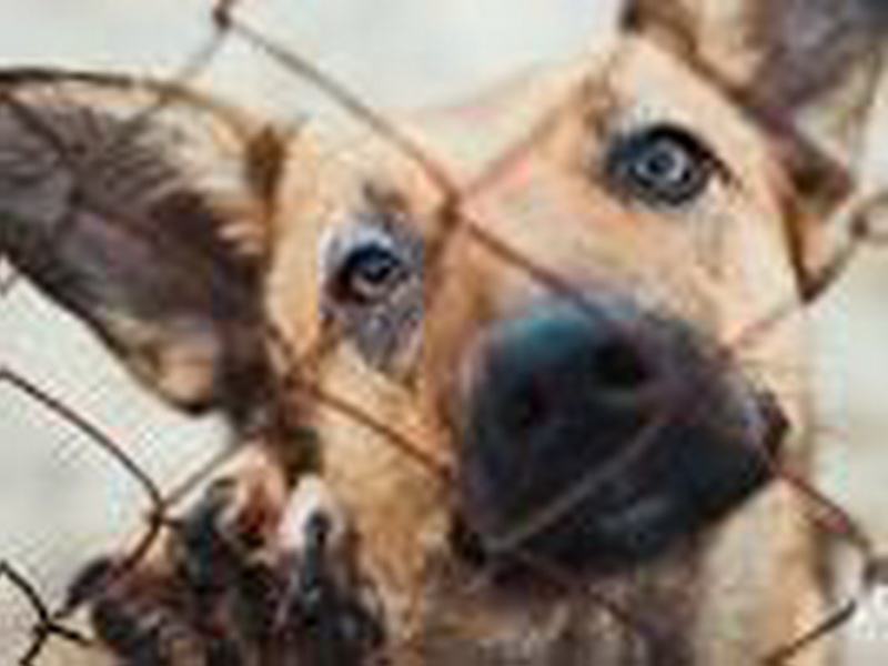 В Юрге злоумышленник похитил щенка в приюте для животных и выпустил остальных собак