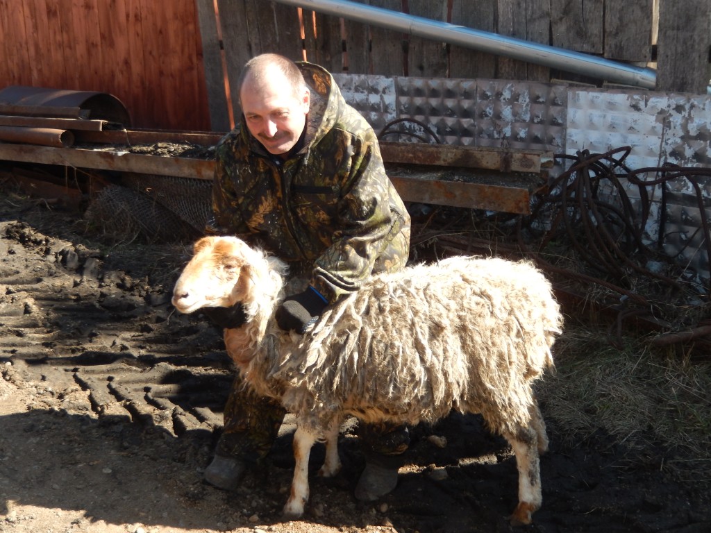 Многодетная семья Клюевых из Яйского района получила овцу и барана для развития хозяйства
