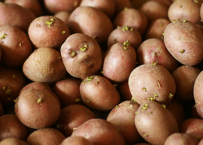 По решению Амана Тулеева еще 1 тысяча многодетных кузбасских семей получит бесплатно по 100 кг семенного картофеля