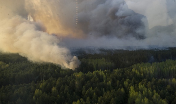 Виновники лесных пожаров заплатят за их тушение