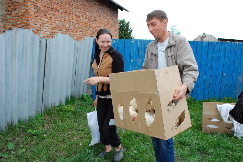 250 семей кузбассовцев присоединились к губернаторской акции по разведению кур-несушек
