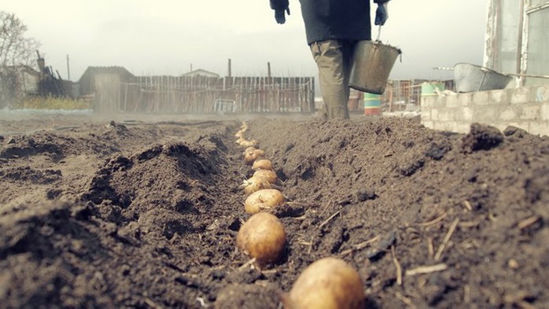 Аман Тулеев призвал глав территорий оказать всесторонюю помощь населению в посадке картофеля
