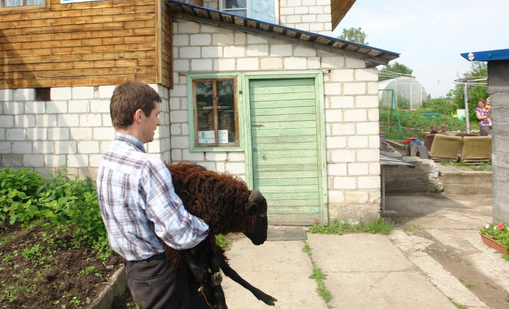 22 многодетные семьи Гурьевского района получили по паре овец по губернаторской акции