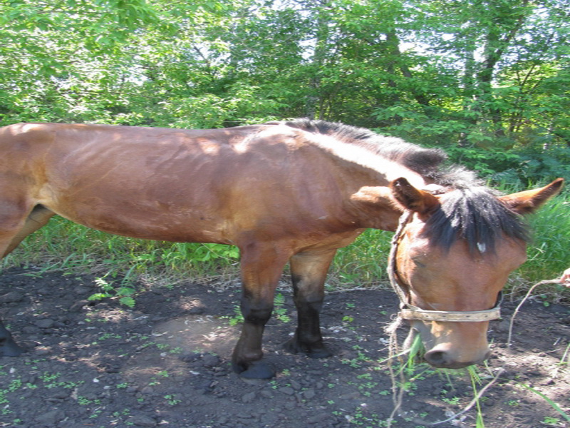 В Прокопьевском районе злоумышленник украл и едва не утопил в болоте лошадь