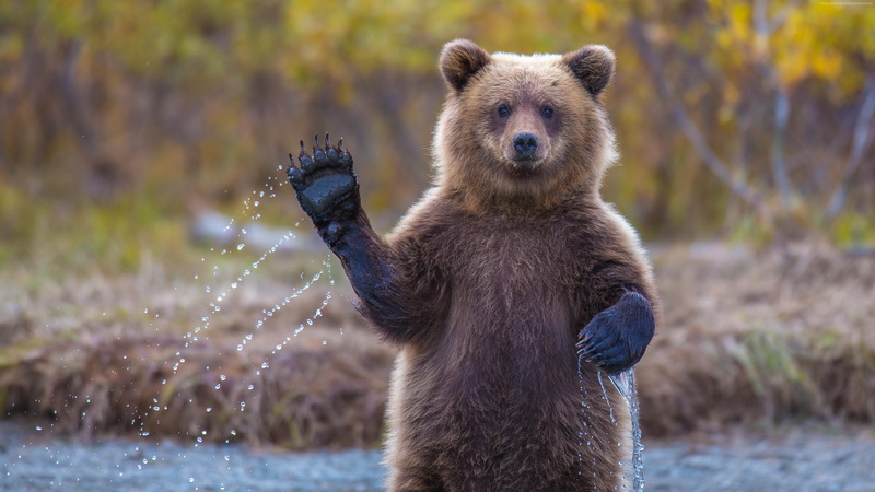 Медведи поселятся в любимом месте отдыха жителей Мариинска