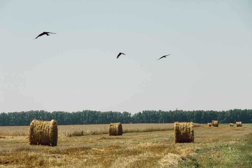 Первые 50 тыс. тонн зерновых и зернобобовых культур засыпали в закрома аграрные предприятия Кузбасса