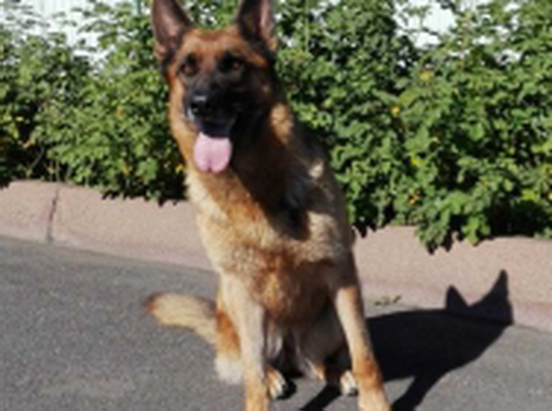 В Кемерово служебная собака Арбелла помогла полицейским раскрыть кражи