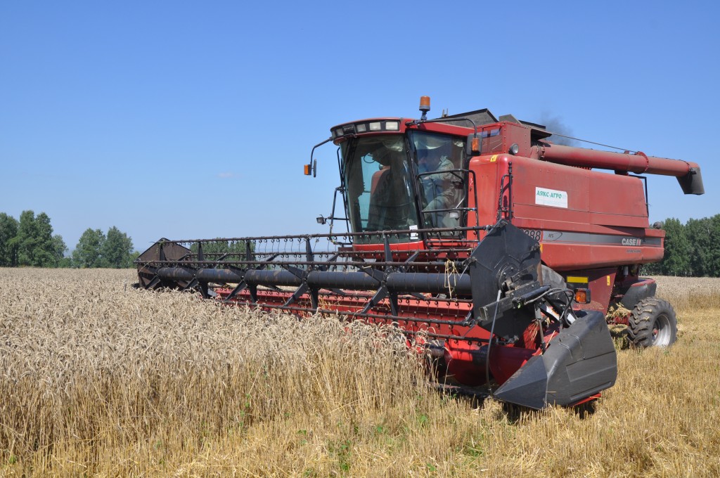 Лучший урожай зерновых собрали сельхозпредприятия Прокопьевского района за 5 лет местного земледелия