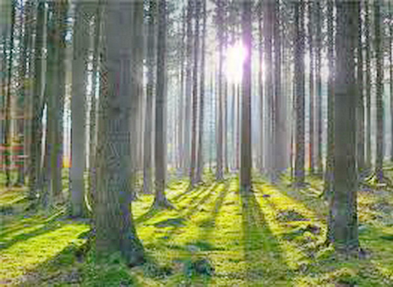 Акция «Чистый лес – территория без огня» стартовала в Кузбассе