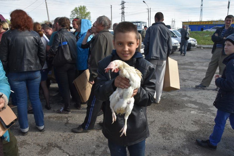 1,5 тыс. семей кузбассовцев получили бесплатно кур и овец по губернаторской программе с начала 2017 года