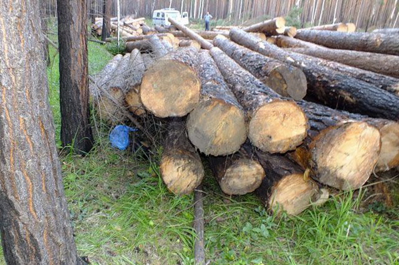  «Черных лесорубов» и скупщиков краденого леса задержали в Кемеровском районе