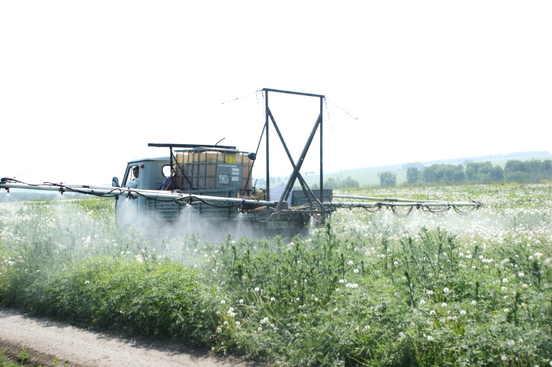 В рамках операции «Мак-2017» в Кузбассе уничтожено более 80 гектаров дикорастущей конопли