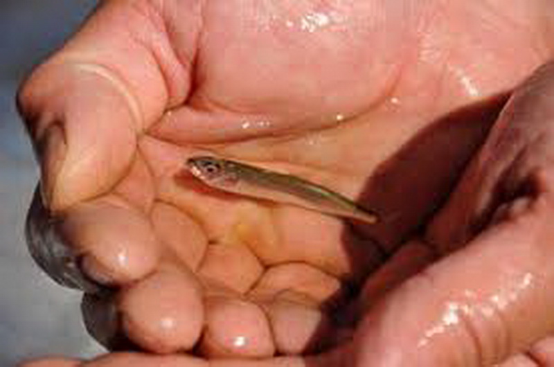 В водоемы Кузбасса выпущено около 470 тыс. мальков ценных видов рыб