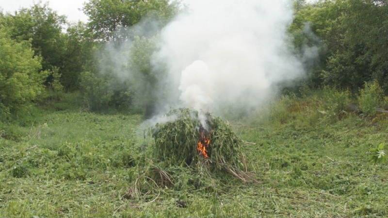 В Новокузнецком районе полицейские уничтожили два поля конопли