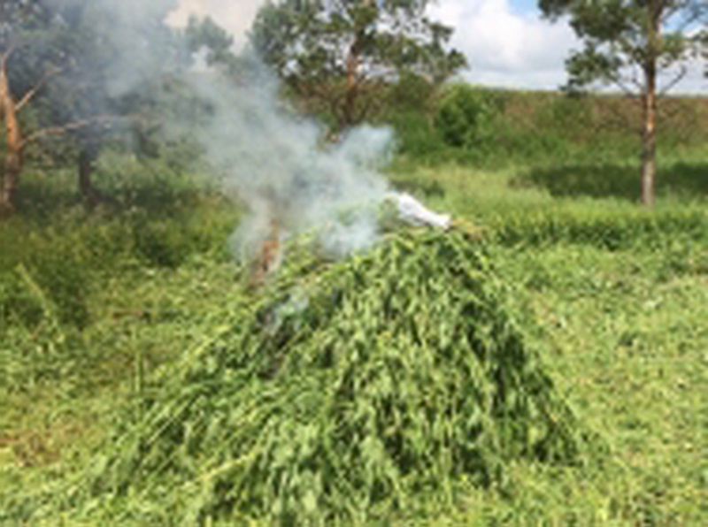 В Кемеровском районе полицейские уничтожили поле дикорастущей конопли