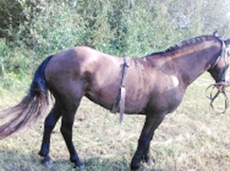 Полицейские Промышленновского района нашли и вернули жительнице похищенную у нее лошадь