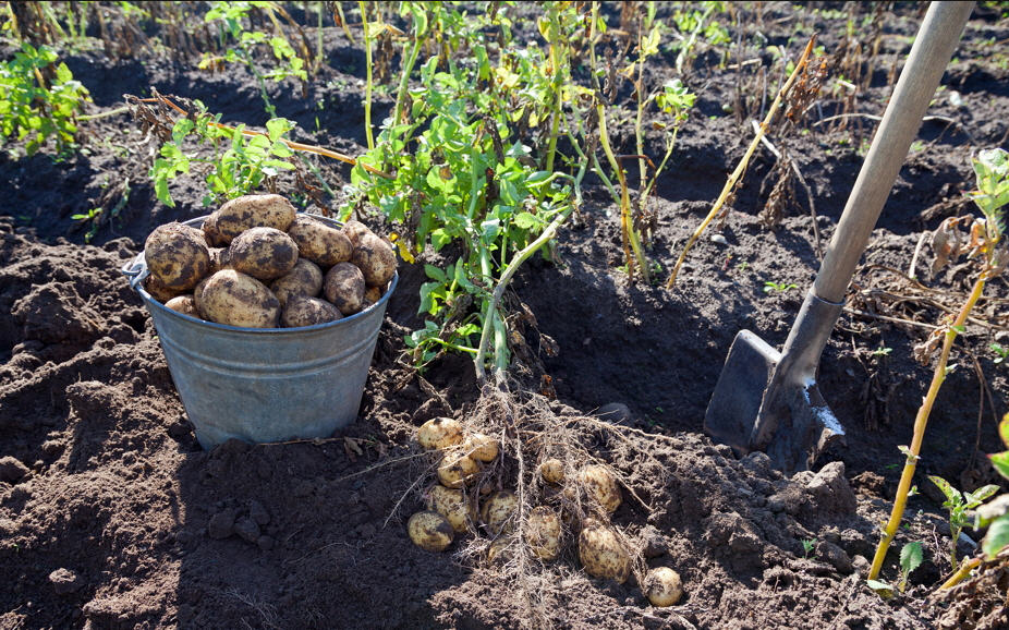 Аман Тулеев обратился к кузбасским работодателям помочь своим сотрудникам убрать выращенный картофель