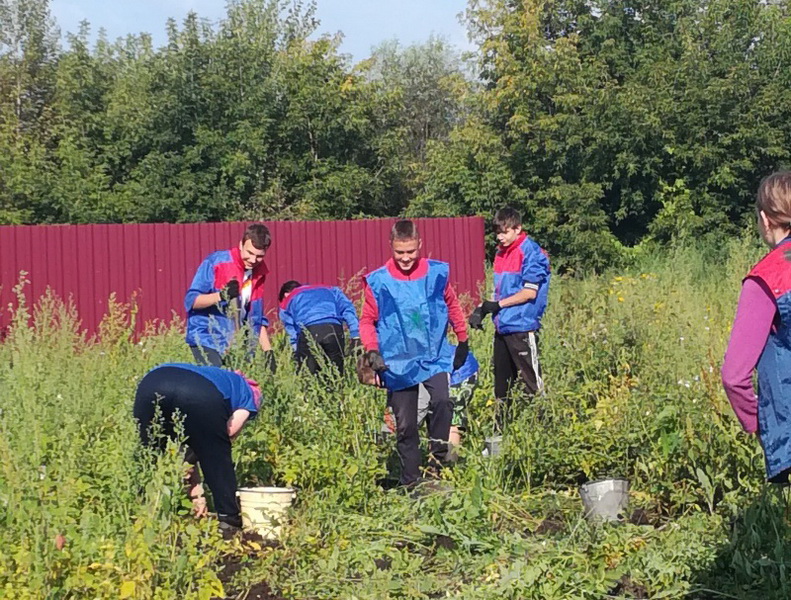 350 волонтеров помогают кузбассовцам старшего возраста в уборке урожая