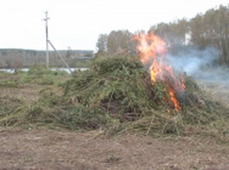 В Кемеровском районе полицейские уничтожили поле дикорастущей конопли