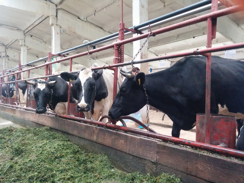 Фермер из Беловского района получит грант на развитие молочного животноводства