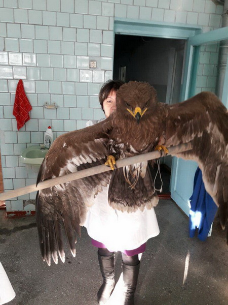На стройплощадке моста через Кондому в Таштаголе обнаружили редкого степного орла