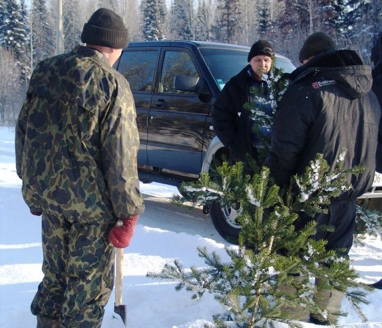 Два случая незаконной заготовки новогодних елей выявили кузбасские лесничие и полиция за прошедшую неделю