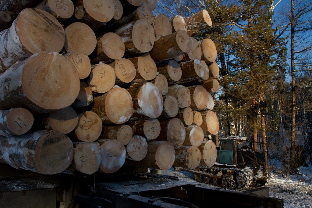 В Новокузнецком районе вынесен приговор за незаконную рубку лесных насаждений 