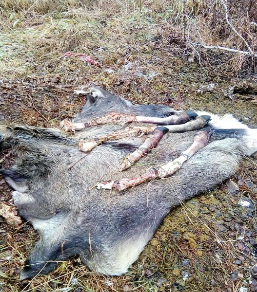 В Юргинском районе перед судом предстанет браконьер, застреливший лося 
