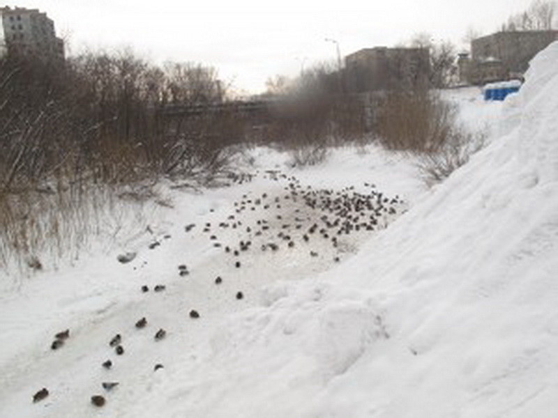 Более 800 уток зимуют в Кемерово
