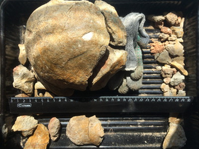 Ученые обнаружили в Шестаково фрагмент кости динозавра, предположительно зауропода