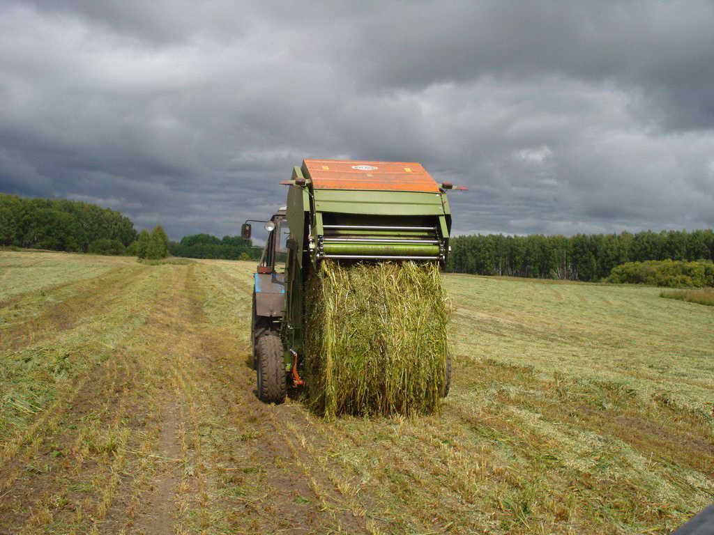 Сельхозпредприятия Кузбасса перевыполнили план по заготовке сена на 6%, заготовив более 166,7 тыс. тонн