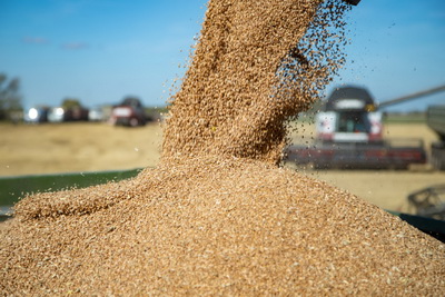 Аграрии Кузбасса намолотили 1 млн тонн зерна