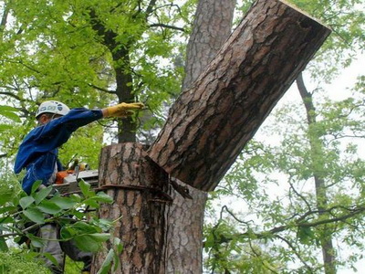 В Киселевске возбуждено уголовное дело по факту смерти подростка, травмированного деревом