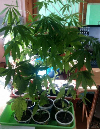 Кемеровчанин осужден за выращивание марихуаны в домашних условиях