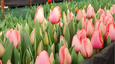 Житель Мысков открыл предприятие по выращиванию тюльпанов