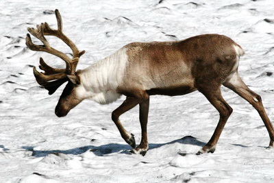 С 1 марта в Кузбассе запрещена добыча всех видов охотничьих животных