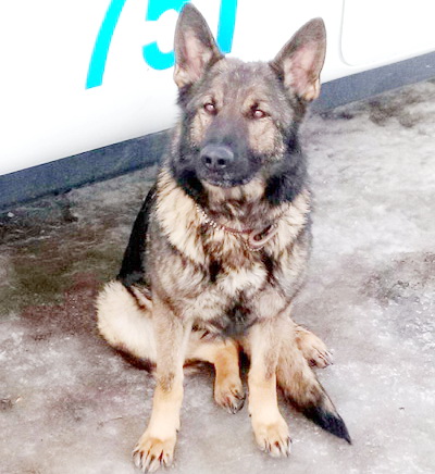 В Кемерово служебная собака Вильда помогла задержать подозреваемых в грабеже