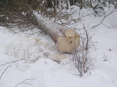В Гурьевском районе пресекли незаконную рубку леса