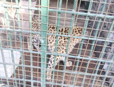 В Новокузнецке возбуждено уголовное дело по факту содержания леопардов в вольере