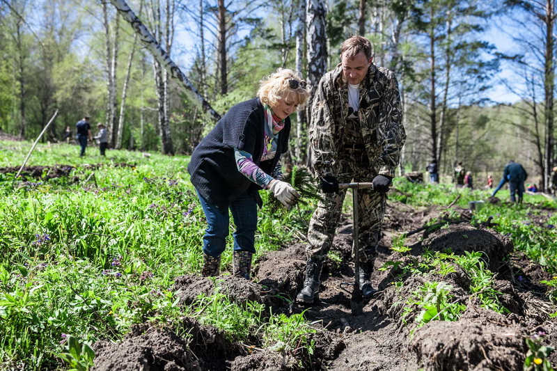 Кузбасс присоединится к акции «Всероссийский день посадки леса» 