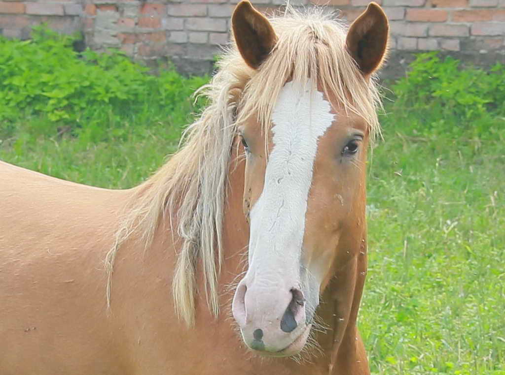 Первый Всекузбасский конный ход пройдет с 6 по 11 сентября