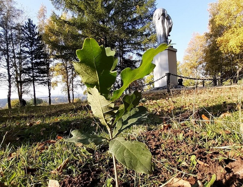 Жительница Березовского подарила городу выращенные молодые дубы