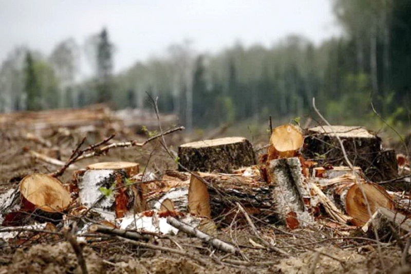 В Тяжинском районе в суд направлено уголовное дело о незаконной рубке леса