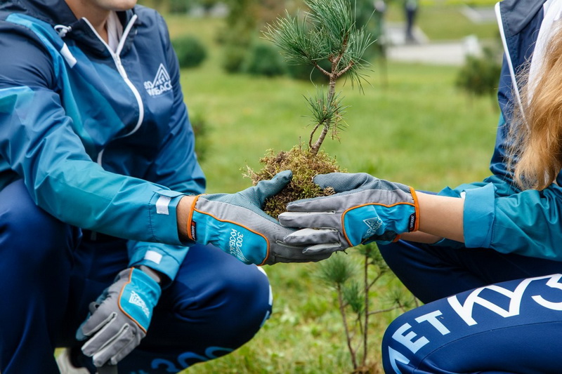 Более 8 миллионов деревьев высадили в Кузбассе в 2020 году
