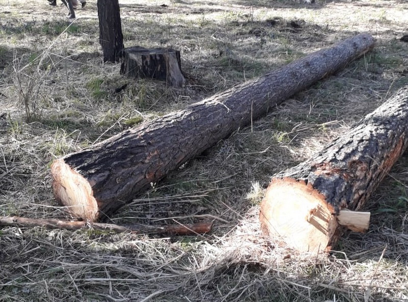 В Гурьевском районе полицейские пресекли незаконную заготовку древесины 