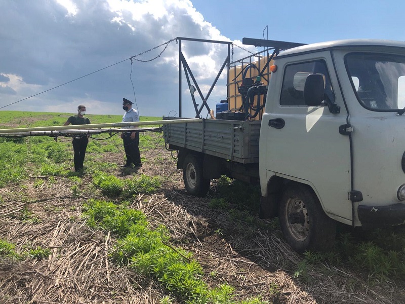 В Кузбассе полицейские уничтожили 175 гектаров наркотикосодержащих растений