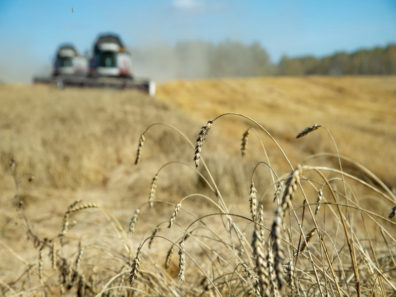 Рекордная урожайность пшеницы и ячменя зарегистрирована в Кузбассе
