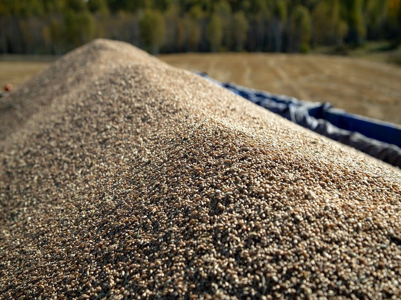 В Кузбассе досрочно собрали 1 млн тонн зерна