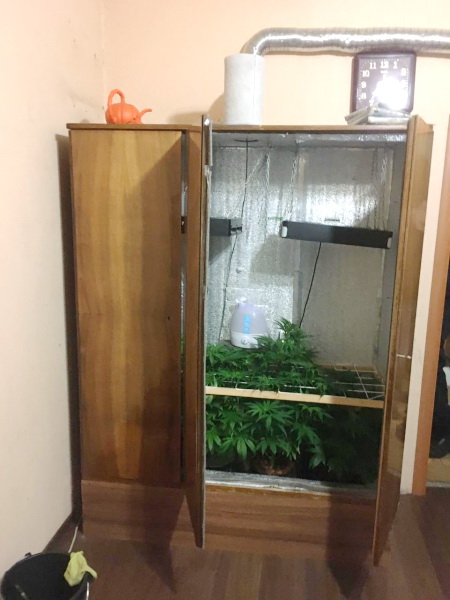 Житель Новокузнецка выращивал коноплю в своей квартире