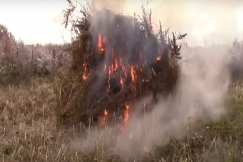 В Кузбассе уничтожено 380 гектаров наркотикосодержащих растений
